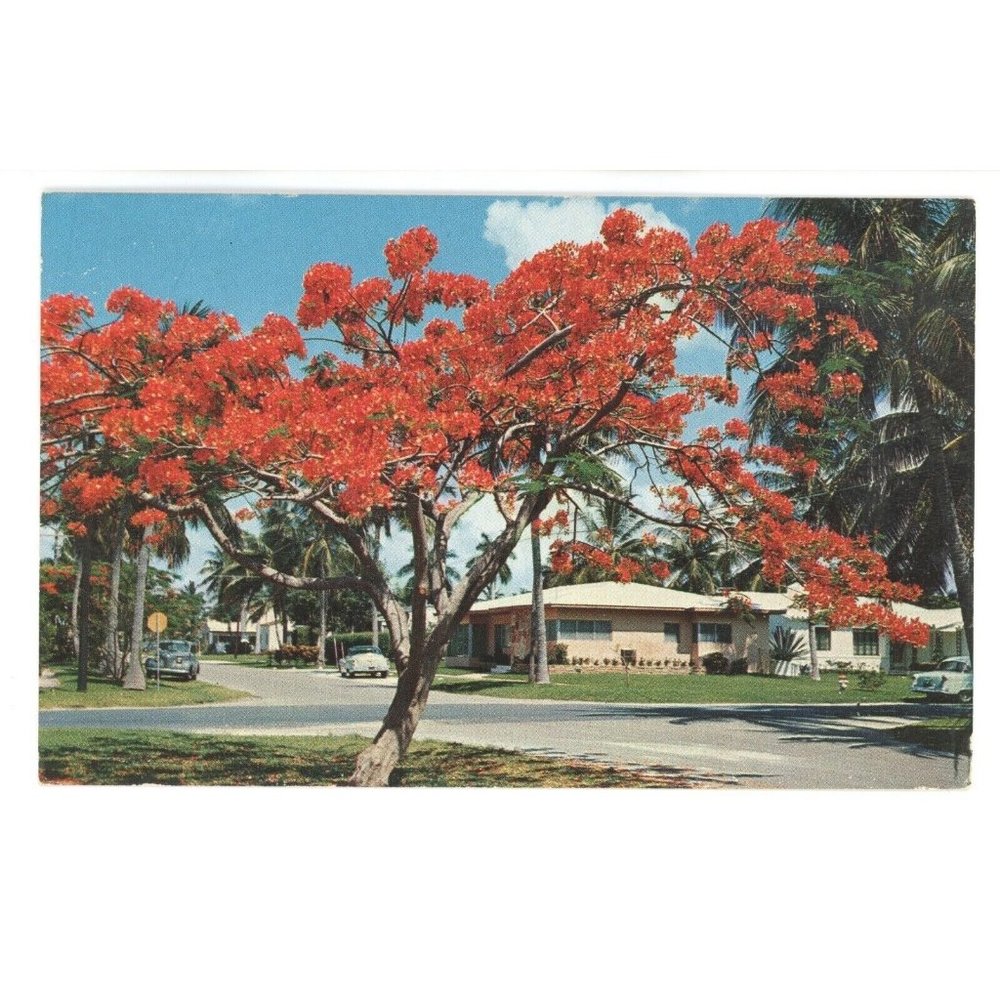 Vintage Postcard Florida United States Royal Poinciana Tree Flower Floral Photo
